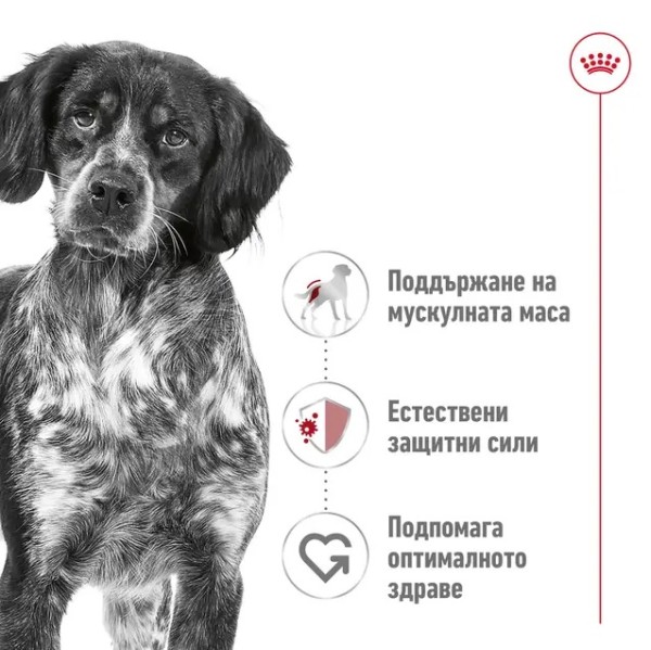 Royal Canin Dog Adult Medium - Пълноценна суха храна за кучета от средни породи от 1 до 7 години